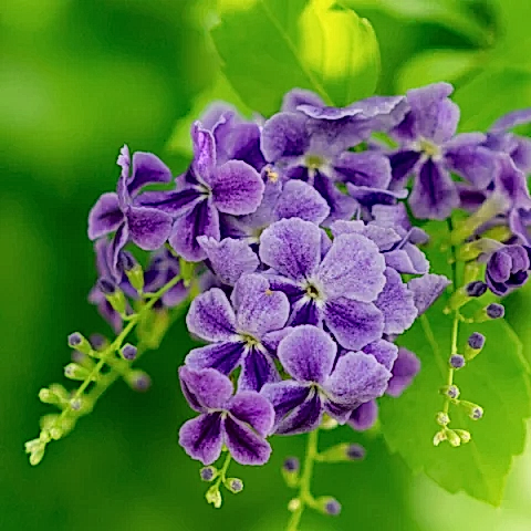 Unutma Beni Çiçeği Duranda Myosotis Palustris.