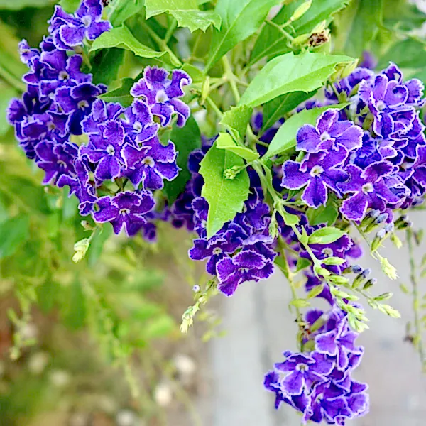 Unutma Beni Çiçeği Duranda Myosotis Palustris.