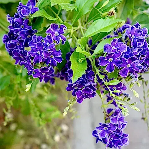 Unutma Beni Çiçeği Duranda Myosotis Palustris.