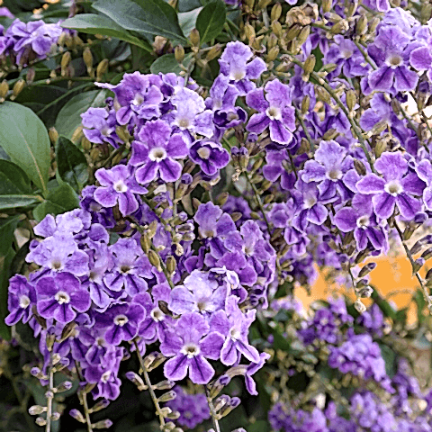 Unutma Beni Çiçeği Duranda Myosotis Palustris.