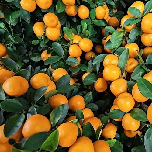Sumqayıt Satsuma Mandalin Fidanı 80 cm