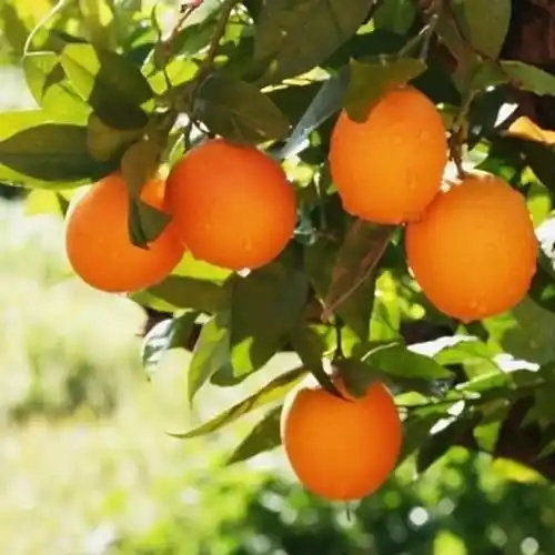 Sumqayıt Portakalı Fidanı