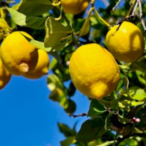 Mayer Limon Fidanı