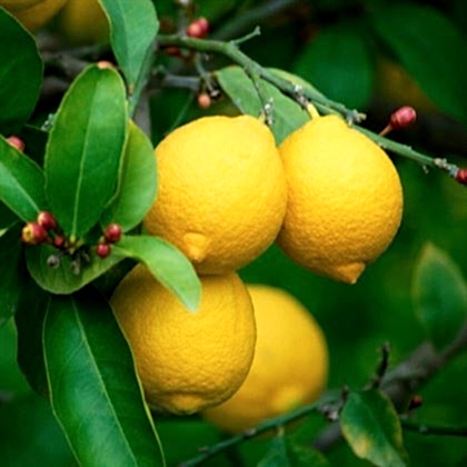 Kütdiken Limon Fidanı