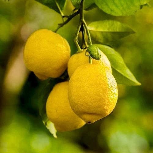 Naxçıvan Limon Fidanı