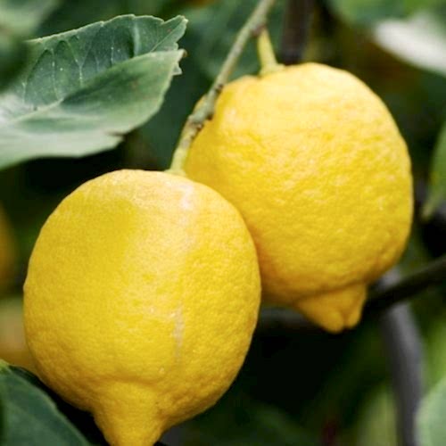Tombul Jumbo Limon Fidanı