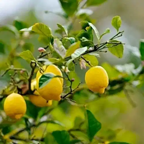 Şeker Limon Fidanı