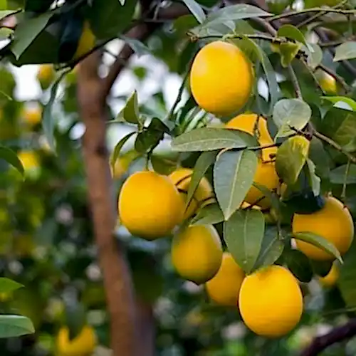 Euroka Limon Fidanı