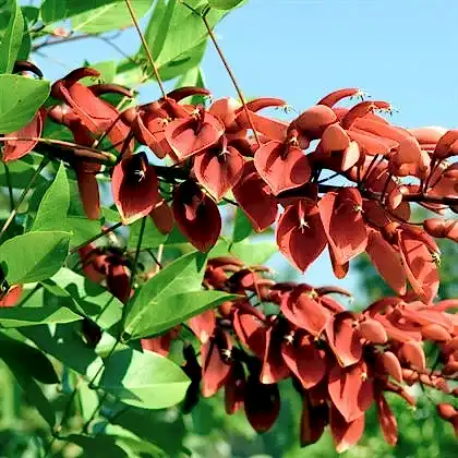 Mercan Ağacı Arap Dudağı 50 cm