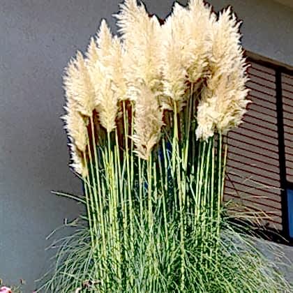 Pampas Saz Çiçeği Beyaz Püskül