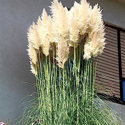 Pampas Saz Çiçeği Beyaz Püskül