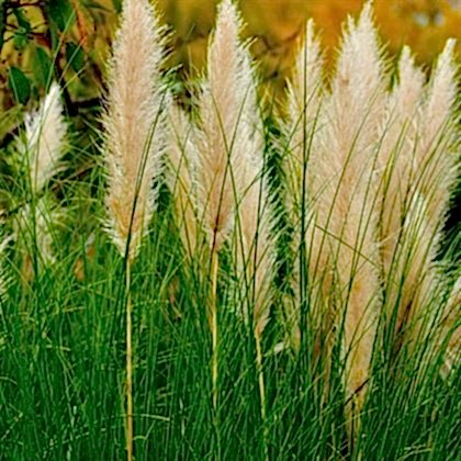 Pampas Saz Çiçeği Beyaz Püskül