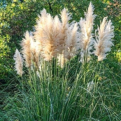 Pampas Saz Çiçeği Beyaz Püskül