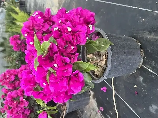 Begonvil Fidanı Bodur 50 cm