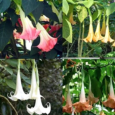 Cennet Borazanı Sarı Fidanı Datura
