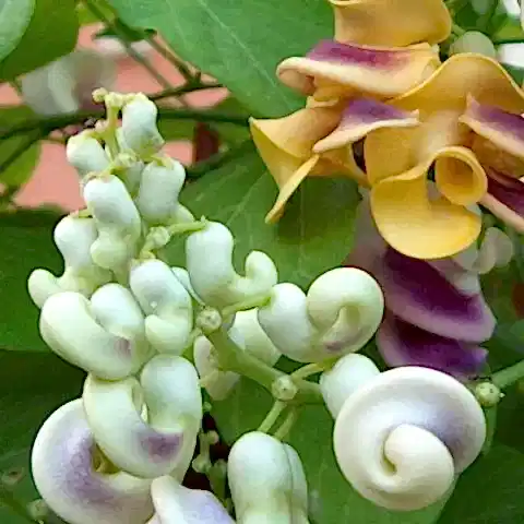 Selluka Çiçeği Quba Sarmaşığı