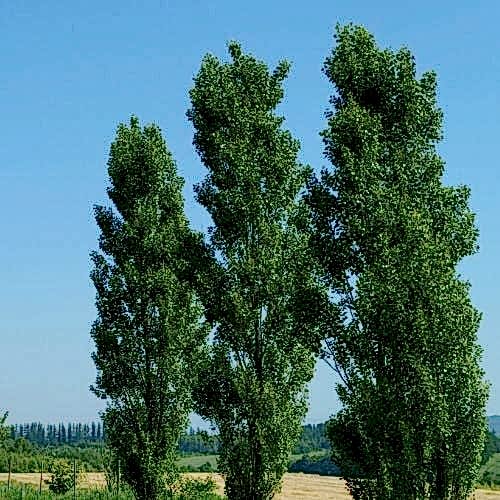 Kanada Kavağı Kavak Ağacı
