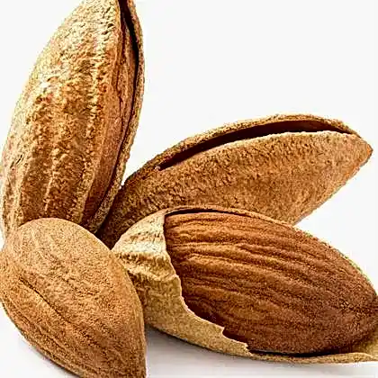 Niltinski Badem Fidanı Prunus Dulcis