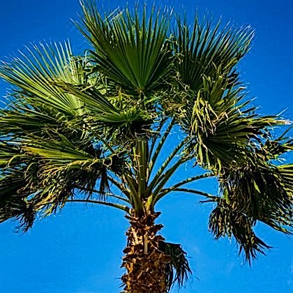 Palmiye Ağacı Quba Palmiye