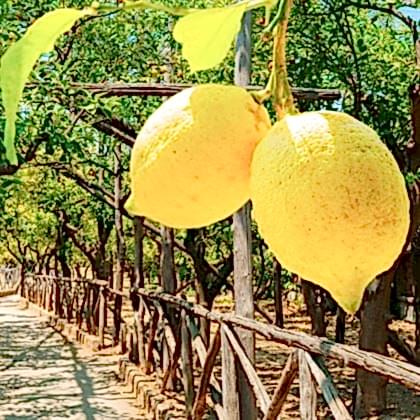 Enter Limon Fidanı
