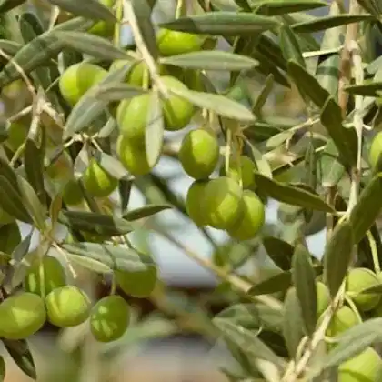 Bodur Zeytin Arbequina Fidanı