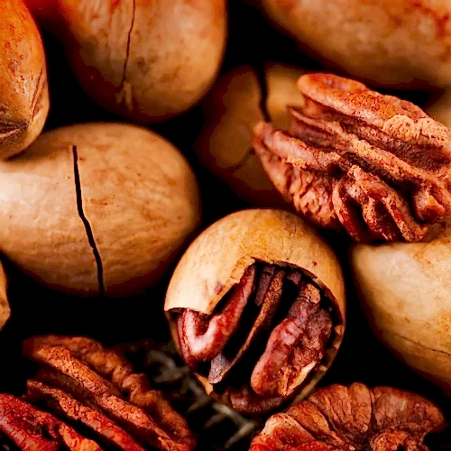 Pikan Ceviz Fidanı Pecan Carya İllinoinensis Wichita