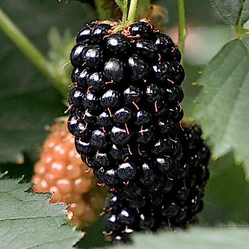 Dikensiz Jumbo Böğürtlen Fidanı