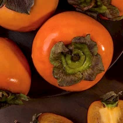 Rojo Brillante Mingəçevir Hurması Fidanı