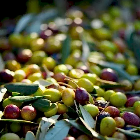 Zeytin Fidanı Hakiki Gemlik 60 cm