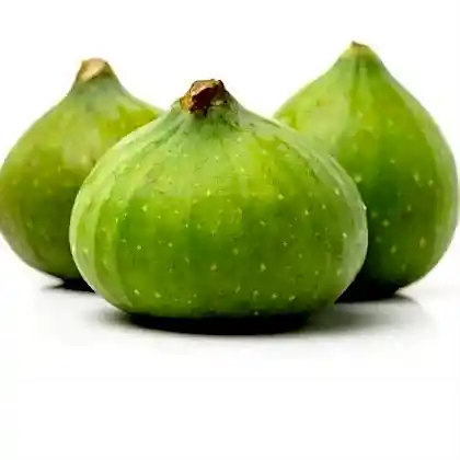 Beyaz Orak İncir Fidanı Ficus Carica