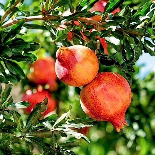 İri Naxçıvan Nar Fidanı