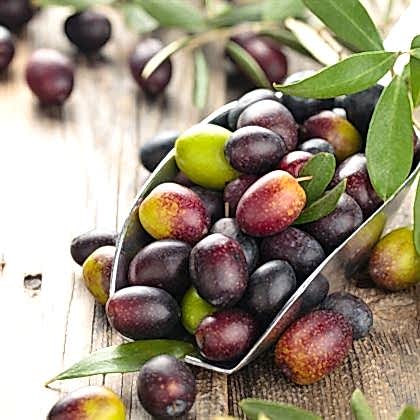 Gemlik Trilye Zeytin Fidanı