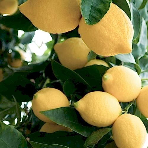 Yediveren Limon Fidanı