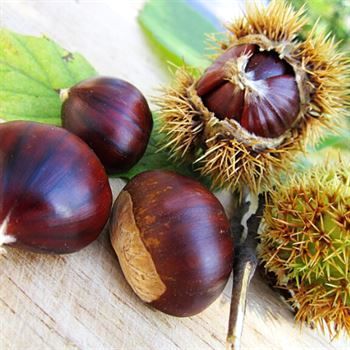 Bakı Erfelek Kestane Fidanı