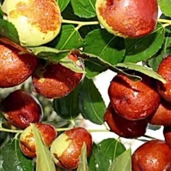 Hünnap Ağacı Fidanı