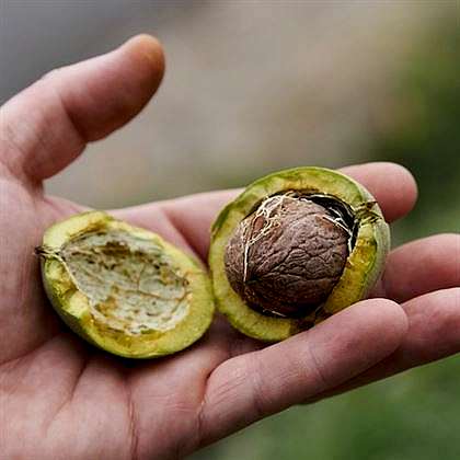 Kaman Cevizi Fidanı