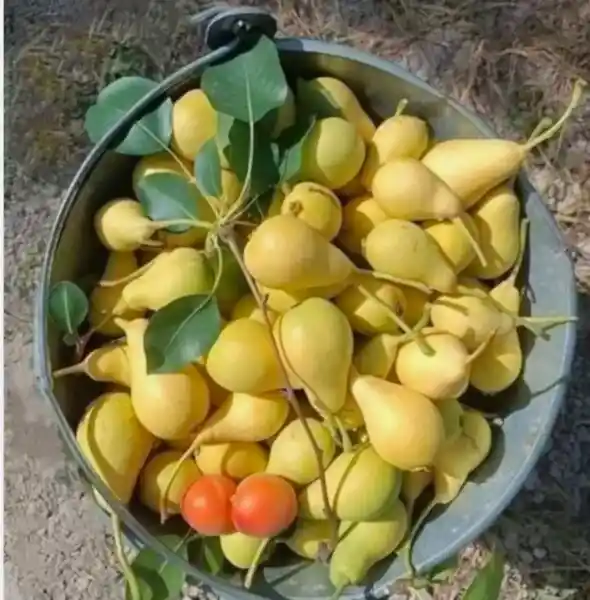 Mustafa Bey Armut Fidanı Pyrus Communis