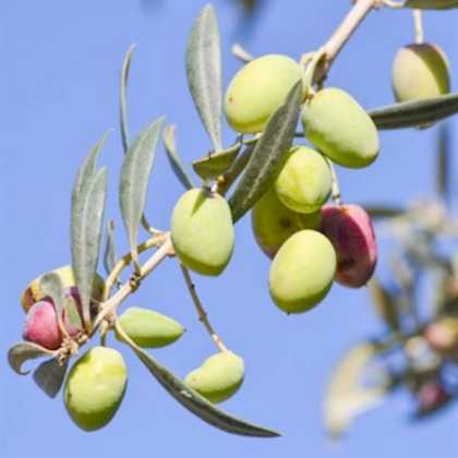 Domat Zeytin Fidanı