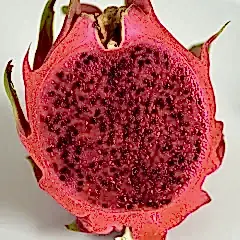Ejder Meyvesi Fidanı Pitaya  Hylocereus
