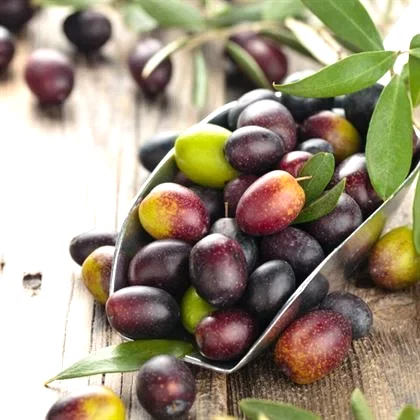 Ayvalık Yağlık Zeytin Fidanı