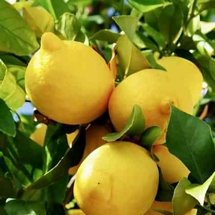 Mayer Limon Fidanı