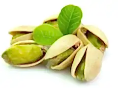 Antep Fıstığı Fidanı 9 + 1 = 10 Adet Pistacia vera