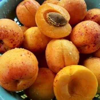 Quba Hasanbey Kayısı Fidanı