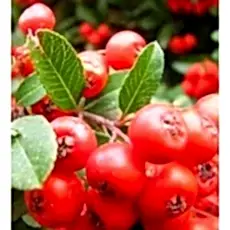 Üvez Fidanı Sorbus