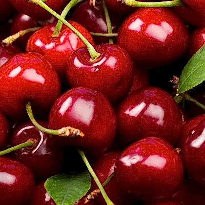 Dalbastı Kiraz Fidanı