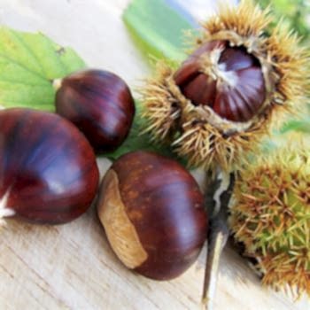 Sarı Kestane Fidanı