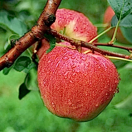 Fuji Elma Fidanı