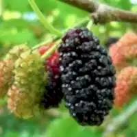 Avustralya Dut Fidanı