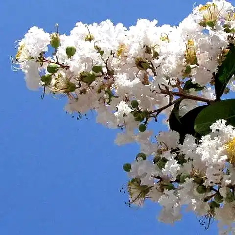 Beyaz Oya Ağacı Fidanı Lagerstroemia indica