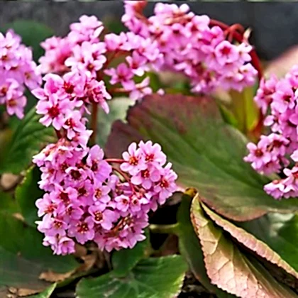 Kış Ortancası Çiçeği Bergenia